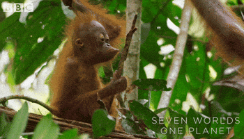 Bored Baby GIF by BBC Earth