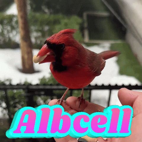 GIF by Alb Cell