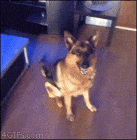 German Shepherd GIFs - Find & Share on GIPHY