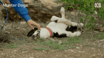 Border Collie Dog GIF by ABC TV + IVIEW