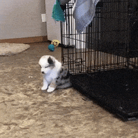 Sleepy Dog GIF by JustViral.Net