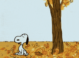 Its The Great Pumpkin Charlie Brown Fall GIF
