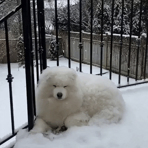 GIF อัปโหลดโดย Trent