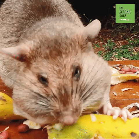 Food Eating GIF by 60 Second Docs