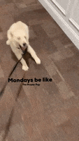 Monday GIF by The Proper Pup
