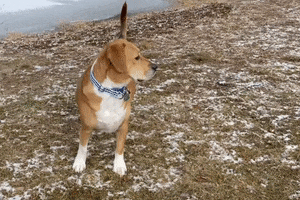 Golden Retriever Dog GIF by This Bushwick Life