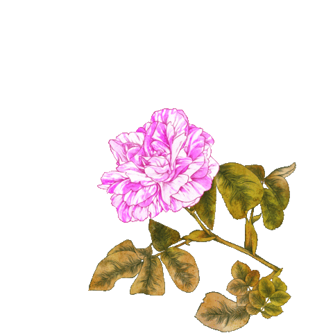 Illustration Love Sticker