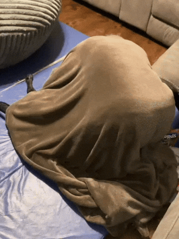 Good Boy Dog GIF