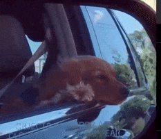 Dog Summer GIF by Boomer The Perfect Mutt