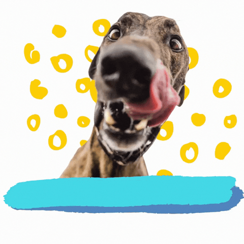 Dog Noms GIF by Greyhound Rescue