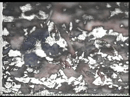 Rat Videofeedback GIF