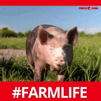 Farm Life GIF by Circle C Farms