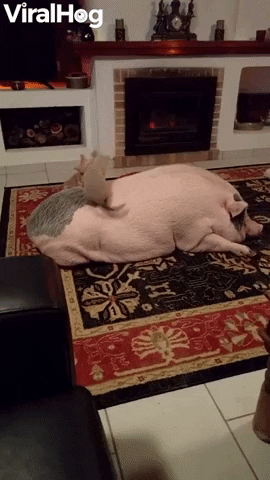 Rambunctious Kitties Play On A Pig GIF by ViralHog