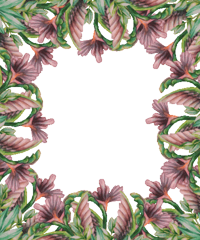 Coffee Rosa Sticker by Gala von Eduscho