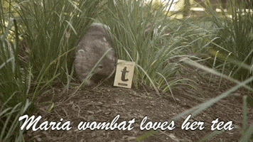 Tea GIF