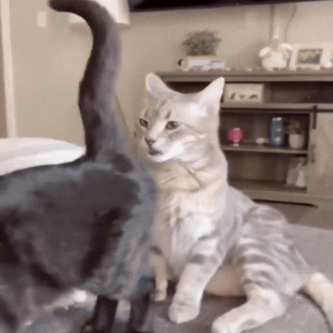 Cat GIF