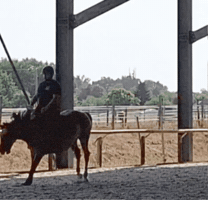 Fall Horse GIF by Morphaius