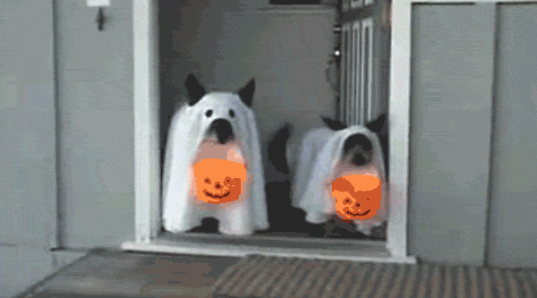 animal halloween