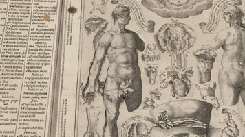 Pop Up Anatomy GIF by McGill University Library