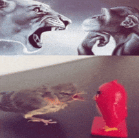 Angry Bird GIF