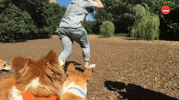 Dog GIF by BuzzFeed