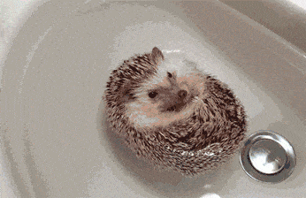 hedgeheg