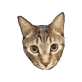 Kycalone Sticker
