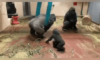 Gorilla Siblings GIF by Storyful