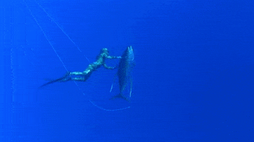 scale tuna GIF