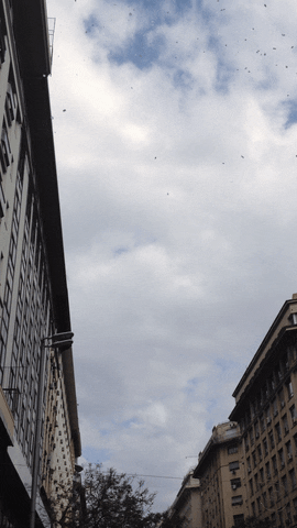 florahubot  GIF