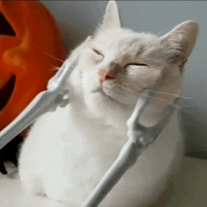 Cats Grooming GIF by MSD Online Shop