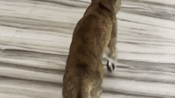 Cat GIF