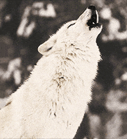 Arctic Wolves Gifs Get The Best Gif On Giphy