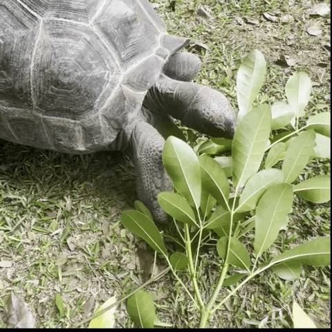 Hungry Turtle GIF by Trauminsel Reisen