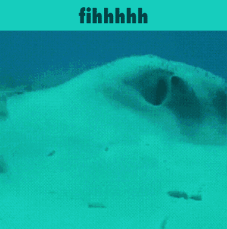 Meme GIF