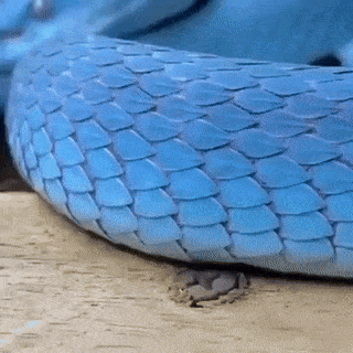 Blue GIF