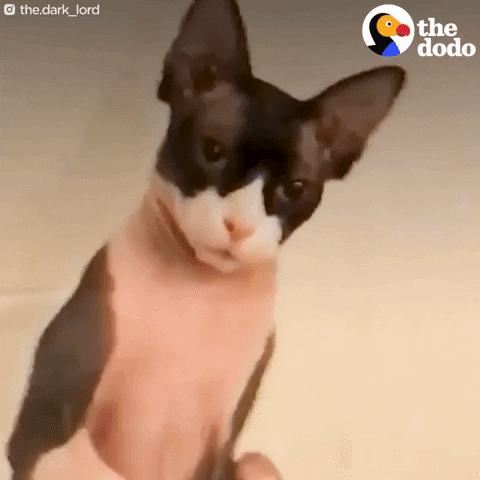 sphynx cat what GIF by The Dodo