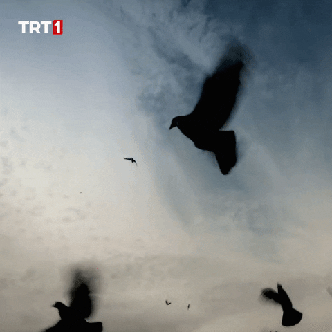 See You Birds GIF by TRT