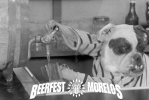 rodrigozamorabalderrama beerfest morelos pet friendly beer fest GIF