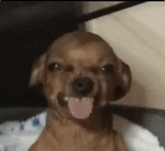 Dog Smirk GIF