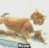 Cat Rolling GIF - Find & Share on GIPHY