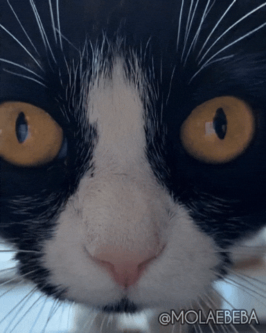 Cat Wow GIF