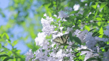200.gif?cid=fc005b08cf97da24564d0e3bb08a8bafe226a7ff2d3c7d7d&rid=200.gif&ct=g