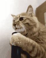 cat GIF