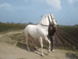 Horse Dancing GIF