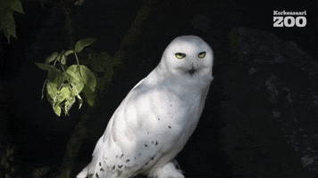 Snowy Owl Wink GIF by Korkeasaari Zoo
