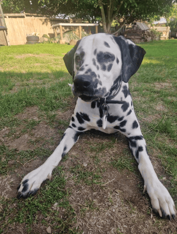 Annie Dalmatian GIF
