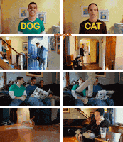 compilation dog vs cat GIF
