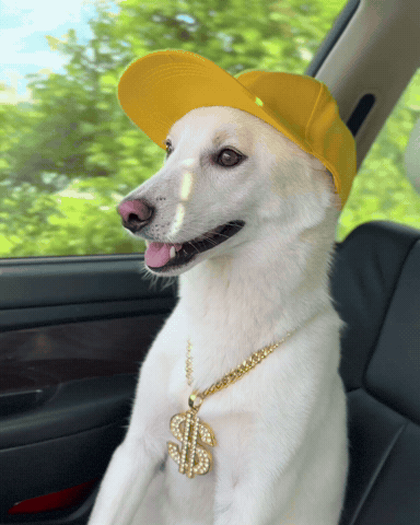 Dawg GIF