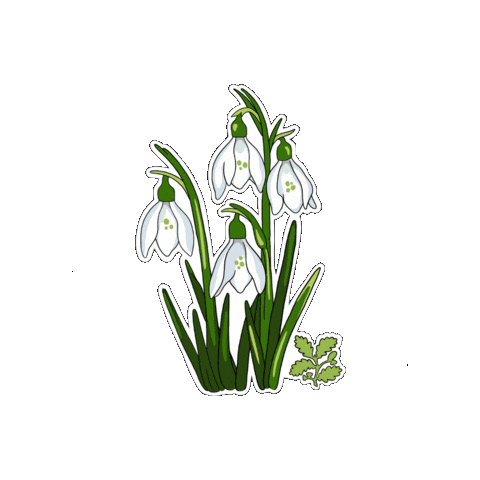Eisteddfod Snowdrops Sticker by National Trust Cymru